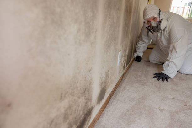 Best Black Mold Removal  in Perry, OH